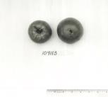 Click for 1 image(s) for this accession. FRUIT